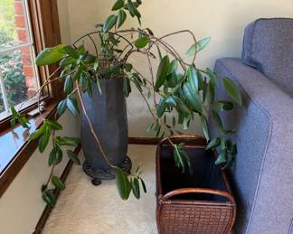 Several plants 