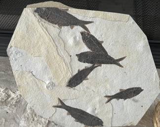 Large multi-specimen fish fossil plaque