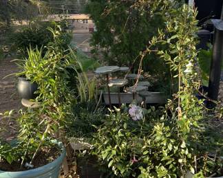 Green plants and fountain