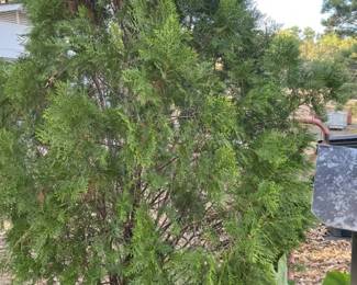 Cedar Tree planted in pot