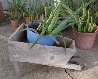 Plants 