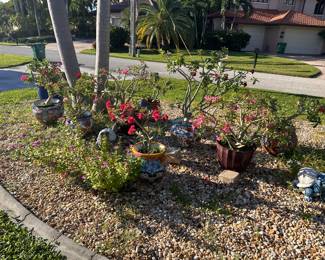Miscellaneous potted plants throughout the home lots of desert Rose.