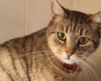 Leo...the 'Mow!' The Halstead's Estate Sales Marketing Cat! A Purrrectly great sale! 