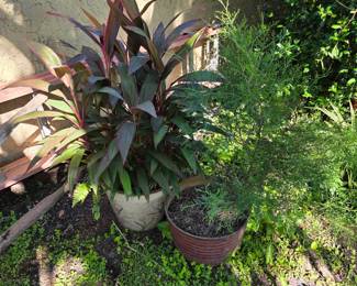 Potted red cordyline-style plant and shrubs