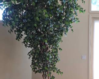 Ornamental Indoor Ficus Tree - No water required