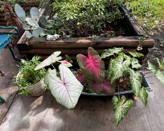 Caladium Plant Collection