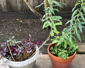 Pair of Potted Plants with Containers