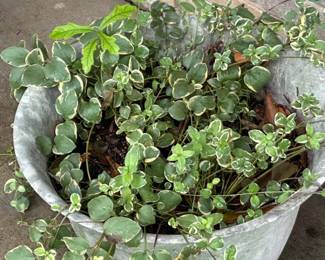 Vintage Galvanized Metal Planter