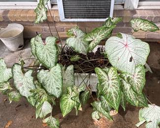 Caladium Candidum in Rectangular Planter