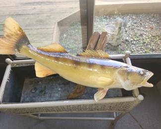 Walleye