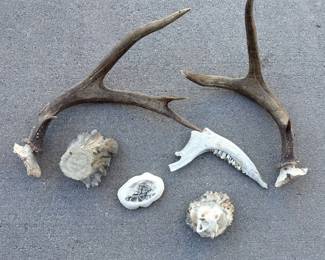 Lot 182 Lot of Deer Antlers, Carved Antler Pieces, Painted ScrimshawStyle Art Animal Jawbone