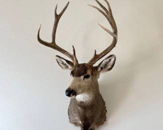 Lot 030 Large Mule Deer Buck Shoulder Mount Taxidermy with Antlers