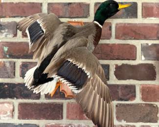 taxidermy Mallard Duck in flight