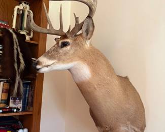 taxidermy shoulder mount deer