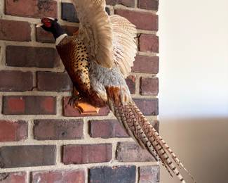 Taxidermy Pheasant in flight in great condition