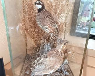 Quail Taxidermy Glass Diorama