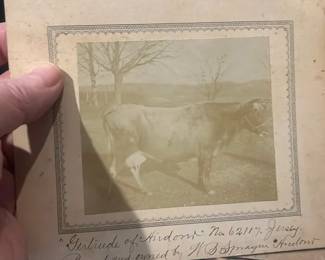 Lot 193: Photos Of Gertrude The Jersey The Cow 1889 Or So Andover, Connecticut