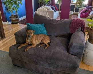 Dark gray velvet oversized chair and a half, deep seat, super comfy. Teal velvet throw pillow. Large schefflera in glazed ceramic pot.