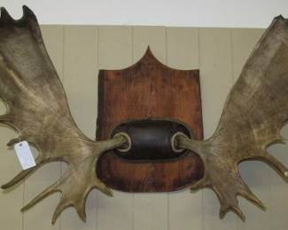 Trophy Alaskan Moose Antlers - Mounted on Cypress Wood