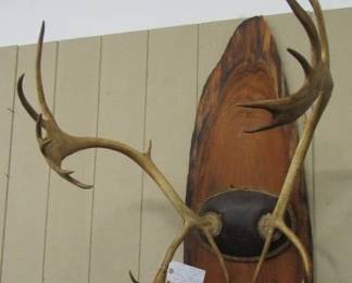 Trophy Alaskan Caribou Horns - Mounted on Cypress Wood