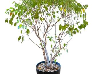 84 Weeping Fig Tree W Pot