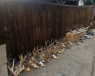 Large Collection of Deer Skulls