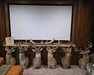 Trophy Bucks