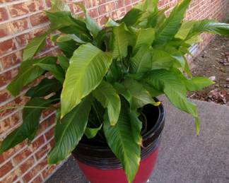 PLANT AND LARGE FLOWER POT