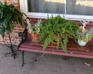 MORE PLANTS