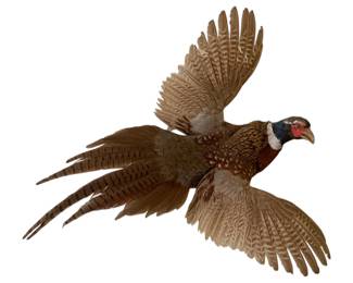 418 - Ring Necked Pheasant Taxidermy - 23 x 26 x 12