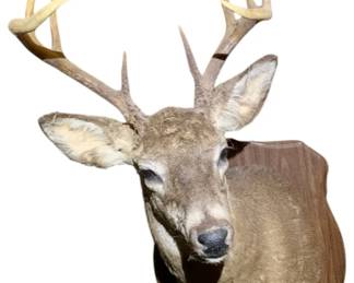 1132 - Deer Head Mount 30" (Description): Deer head mount measuring 30 inches. This taxidermy specimen features a buck with multi-point antlers, professionally mounted on a wooden shield-shaped plaque.