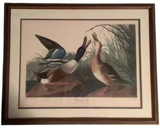 405 - Shoveller Duck by Audobon Framed Print (Description): 20 x 25
