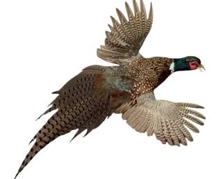 1096 - Pheasant Taxidermy Mount 27"x24"x10" (Description): A taxidermy mount of a pheasant displayed in a dynamic flying pose with wings spread. The mount measures 27 inches by 24 inches by 10 inches.