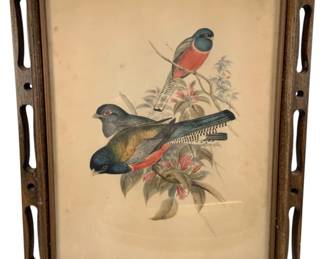 126 - Framed Bird Print - 14 x 11