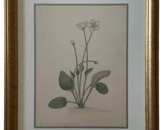 486 - Grass of Parnassus by W. Crutchfield Print w/seal (Description): Framed Print 15 x 12.5