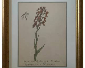 489 - Yellow Fringed Orchis, W. Crutchfield Print w/seal (Description): Framed Print 15 x 12.5