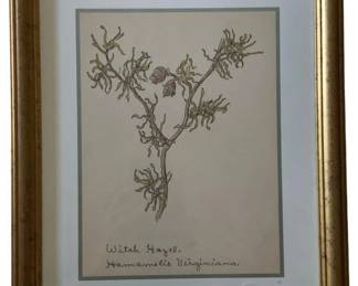 490 - Witch Hazel by William Crutchfield Print w/seal (Description): 15 x 12.5