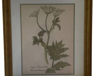 445 - Cow Parsnip by William Crutchfield Print w/ seal (Description): 15 x 12.5