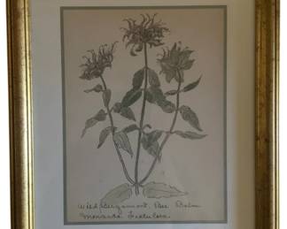 443 - Wild Bergamot by William Crutchfield Print w/ seal (Description): 15 x 12.5