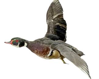 1108 - Mallard 19"x19"x14" (Description): Mallard taxidermy mount displayed in flight position. Measures 19 inches by 19 inches by 14 inches.