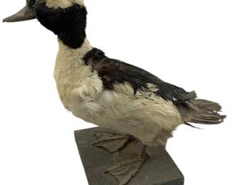 247 - Bird Statue on Wood 11"x11"x6" (Description): Bird statue mounted on a wooden base. Measures 11 inches by 11 inches by 6 inches.