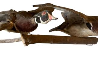 430 - Wood Duck Mounted Taxidermy - 8 x 33 x 20