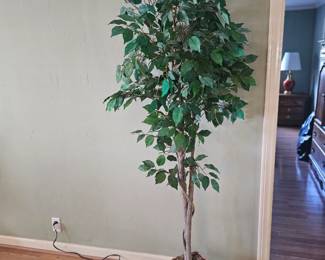 Plant 20.00
