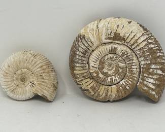Lot 389 Pair of ammonite fossils