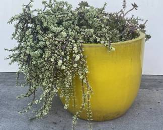 179 Lot 418h Large glazed ceramic pot with succulent