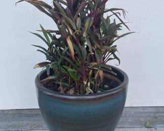 199 Lot 419h Large glazed ceramic pot with plant