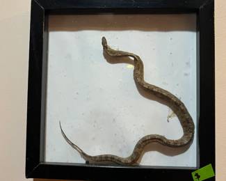Framed snake skin