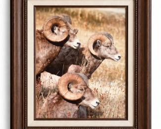 80 FramedWildlifePhotographofThreeBighornRams