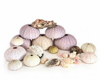 98 VintageSeaUrchinShellsCoralSeashellCollection