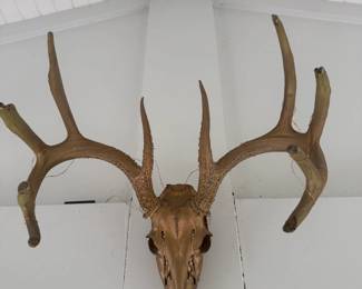 Deer skull and rack, painted gold.
